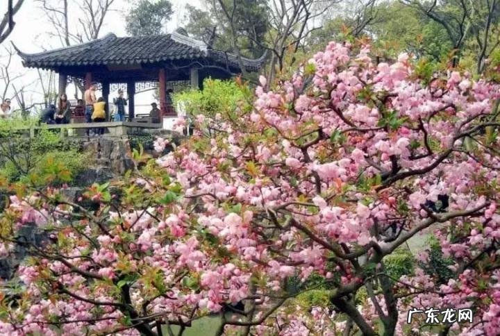 什么样树型风水好看