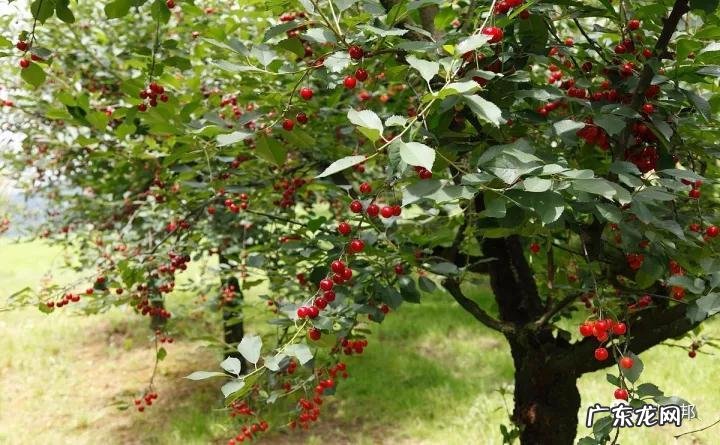 什么样树型风水好看