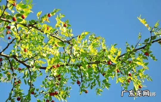 什么样树型风水好看