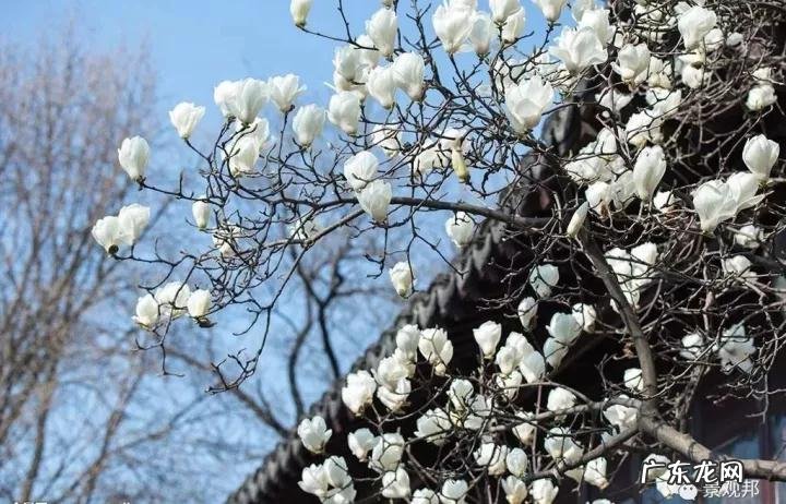 什么样树型风水好看