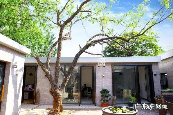 什么样树型风水好看