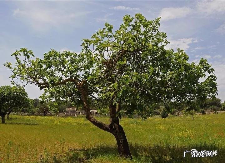 什么样树型风水好看