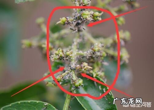 花椒树上的蚜虫用什么特效药可以完全清除?