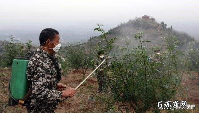 花椒树上的蚜虫用什么特效药可以完全清除？
