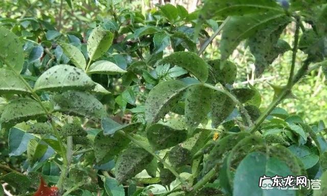 花椒树上的蚜虫用什么特效药可以完全清除?