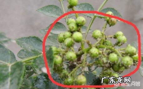 花椒树上的蚜虫用什么特效药可以完全清除?