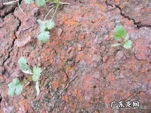 农业生产作物种植中,为什么使用的有机肥一定要经过腐熟?这主要是什么原因?