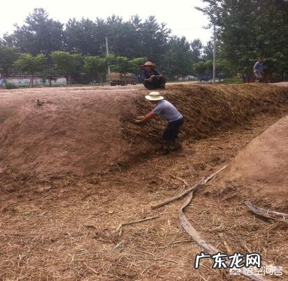 农业生产作物种植中,为什么使用的有机肥一定要经过腐熟?这主要是什么原因?