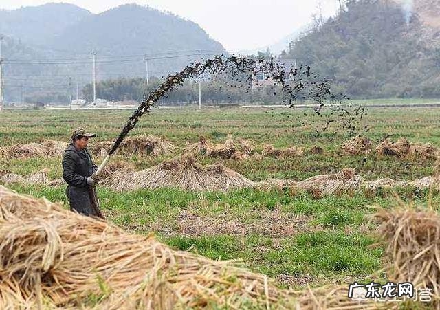农业生产作物种植中,为什么使用的有机肥一定要经过腐熟?这主要是什么原因?