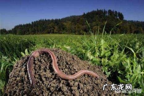 农业生产作物种植中,为什么使用的有机肥一定要经过腐熟?这主要是什么原因?