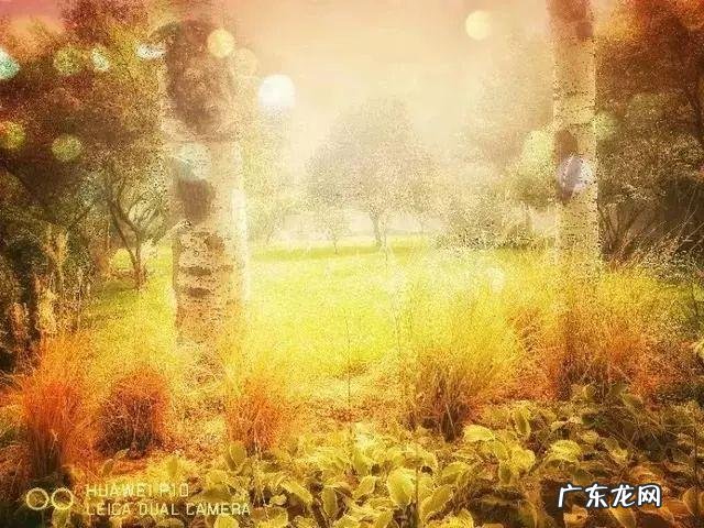 陆龙兄弟 陆龙生