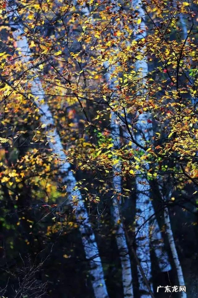 陆龙兄弟 陆龙生