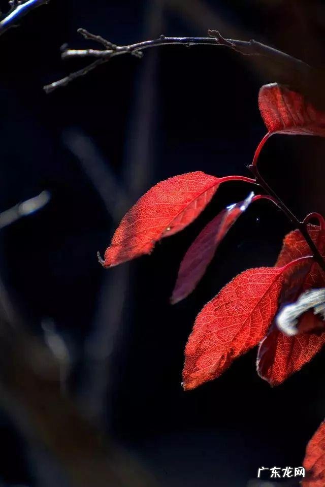 陆龙兄弟 陆龙生