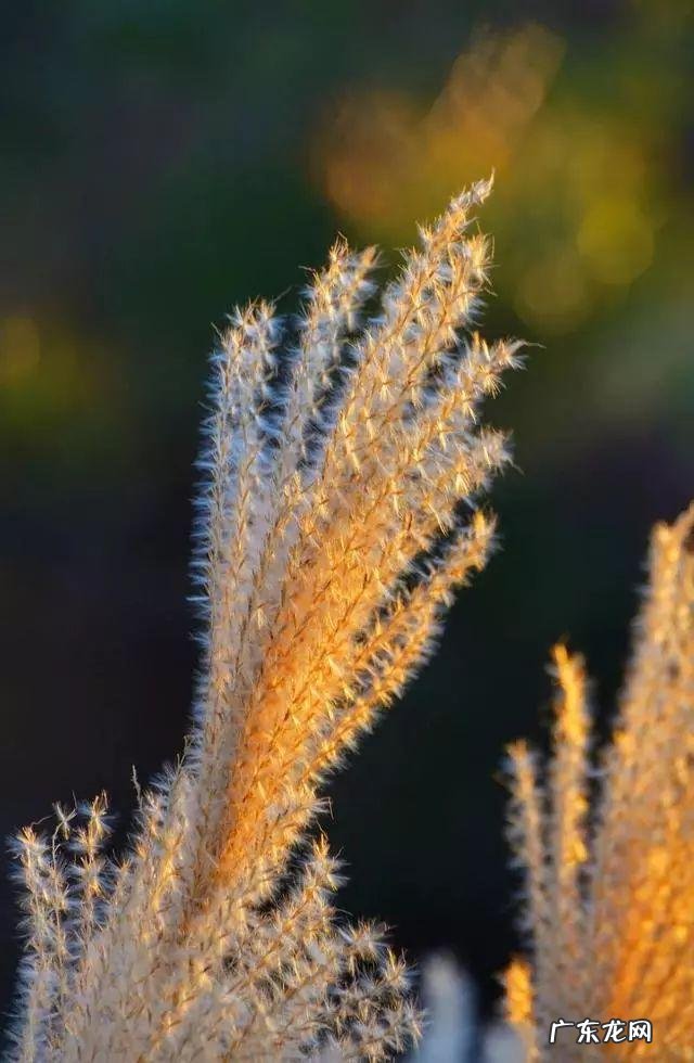 陆龙兄弟 陆龙生