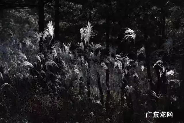 陆龙兄弟 陆龙生