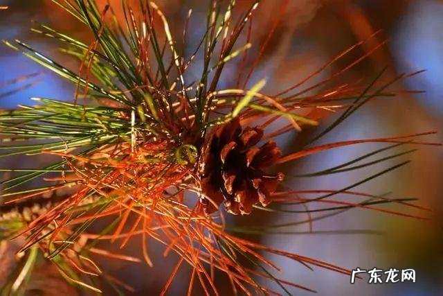 陆龙兄弟 陆龙生