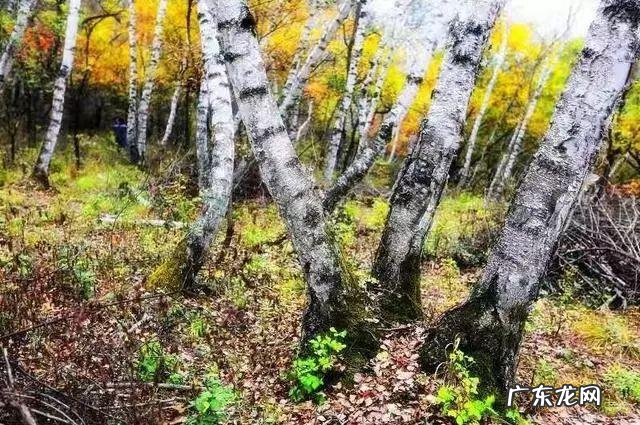 陆龙兄弟 陆龙生