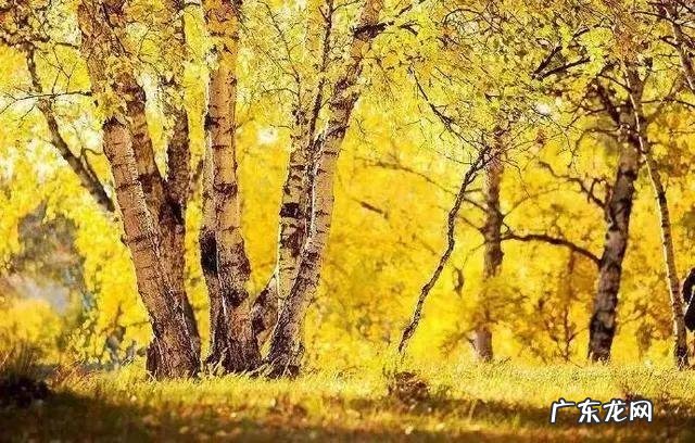 陆龙兄弟 陆龙生