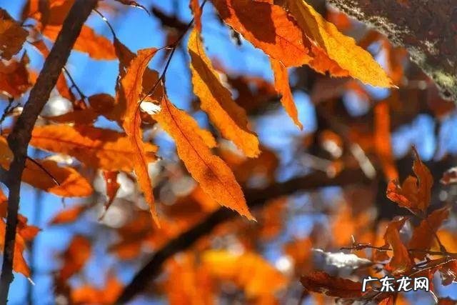 陆龙兄弟 陆龙生