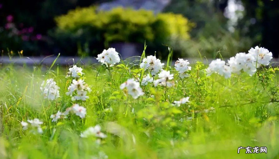夜郎风习习 什么风习习