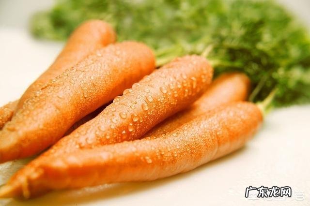 给博美犬吃什么食物,对身体有益?