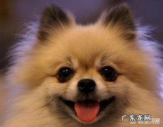 给博美犬吃什么食物，对身体有益？