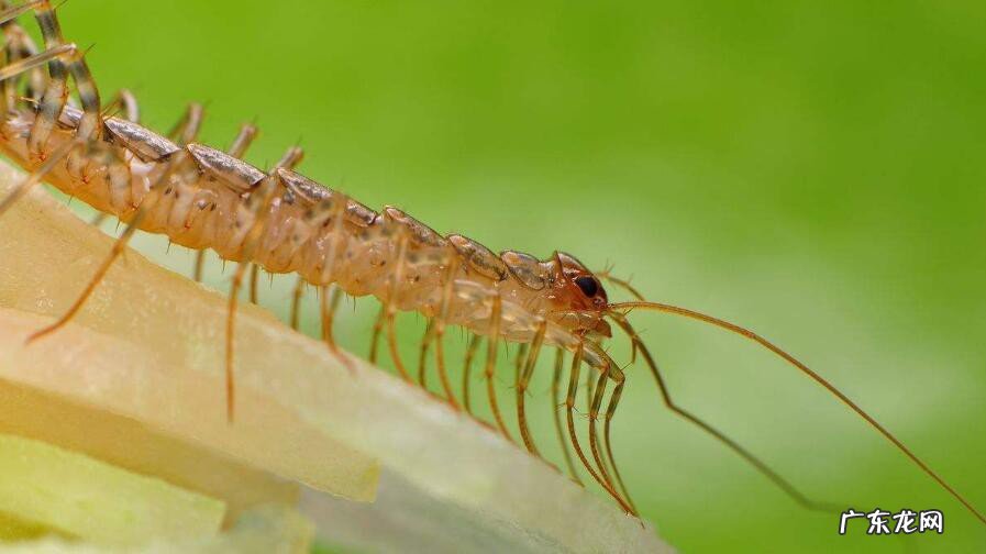 蚰蜒是从哪里进家里来