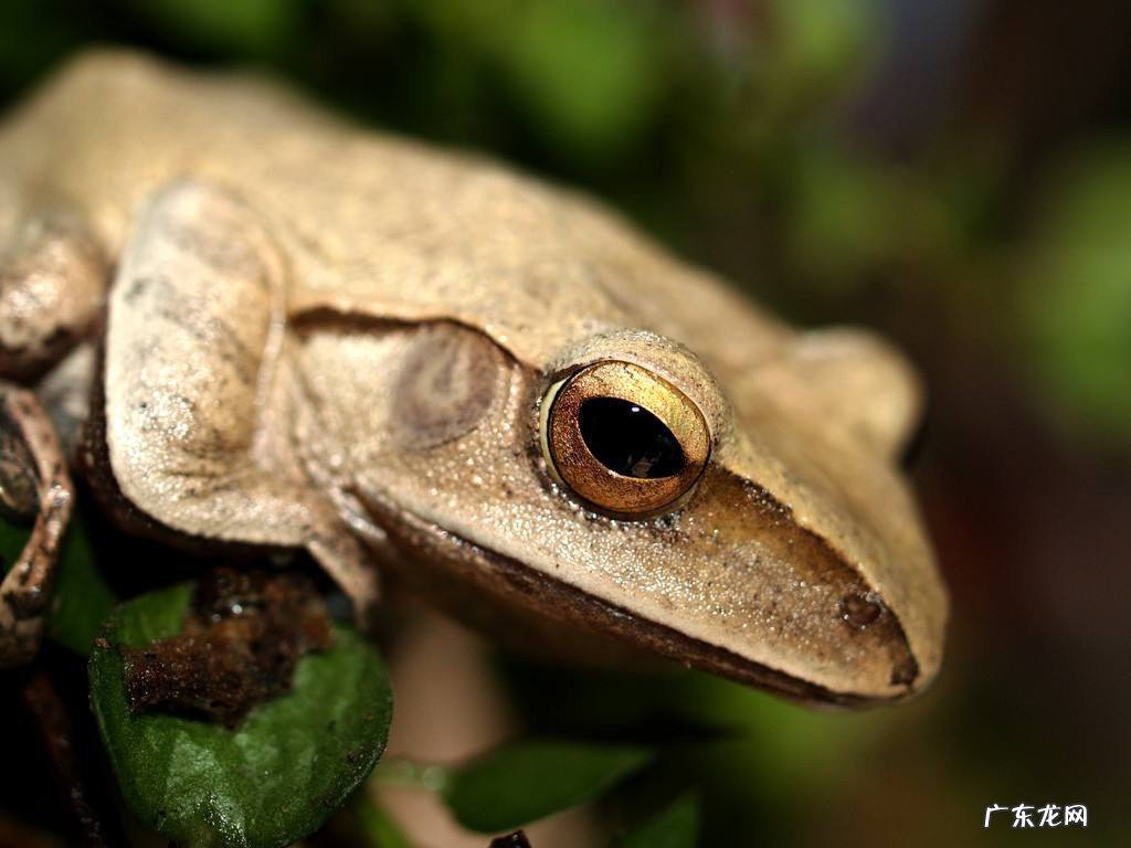 两栖动物是什么意思