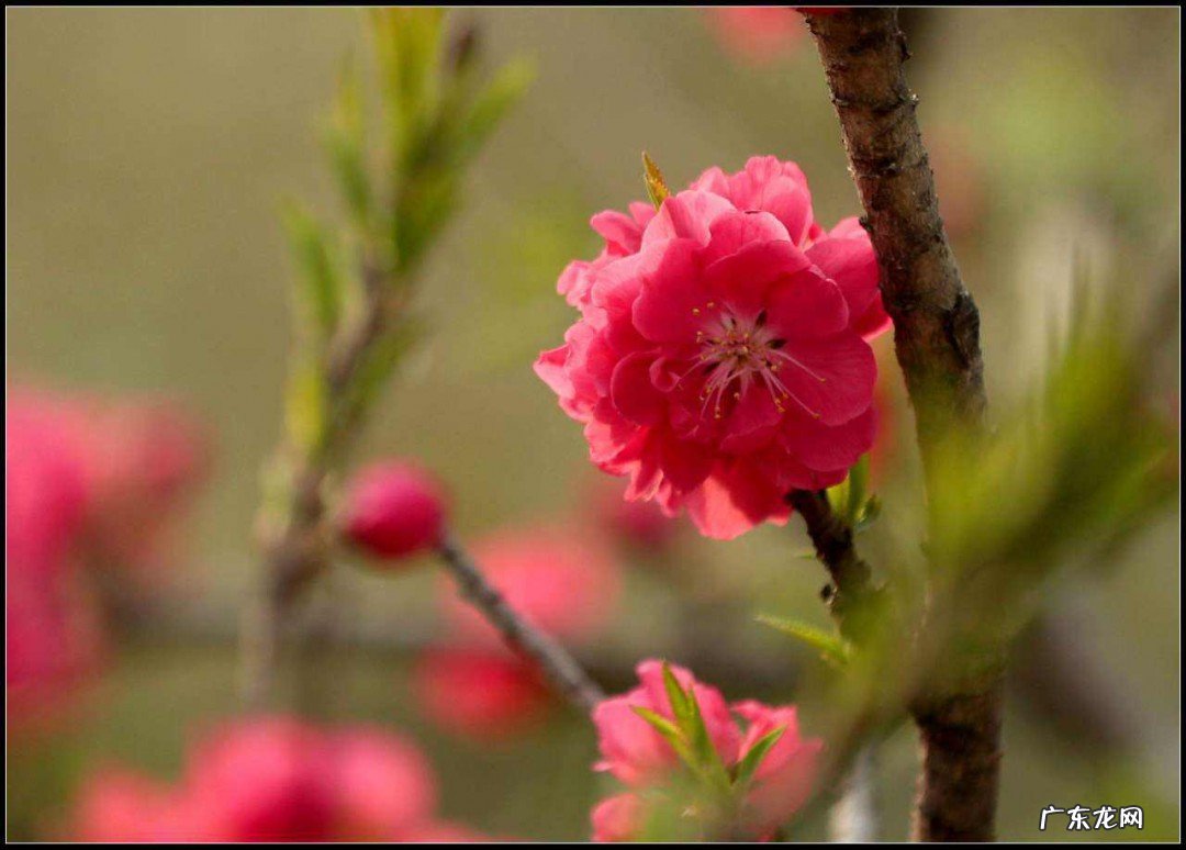 怎么样桃花运会好