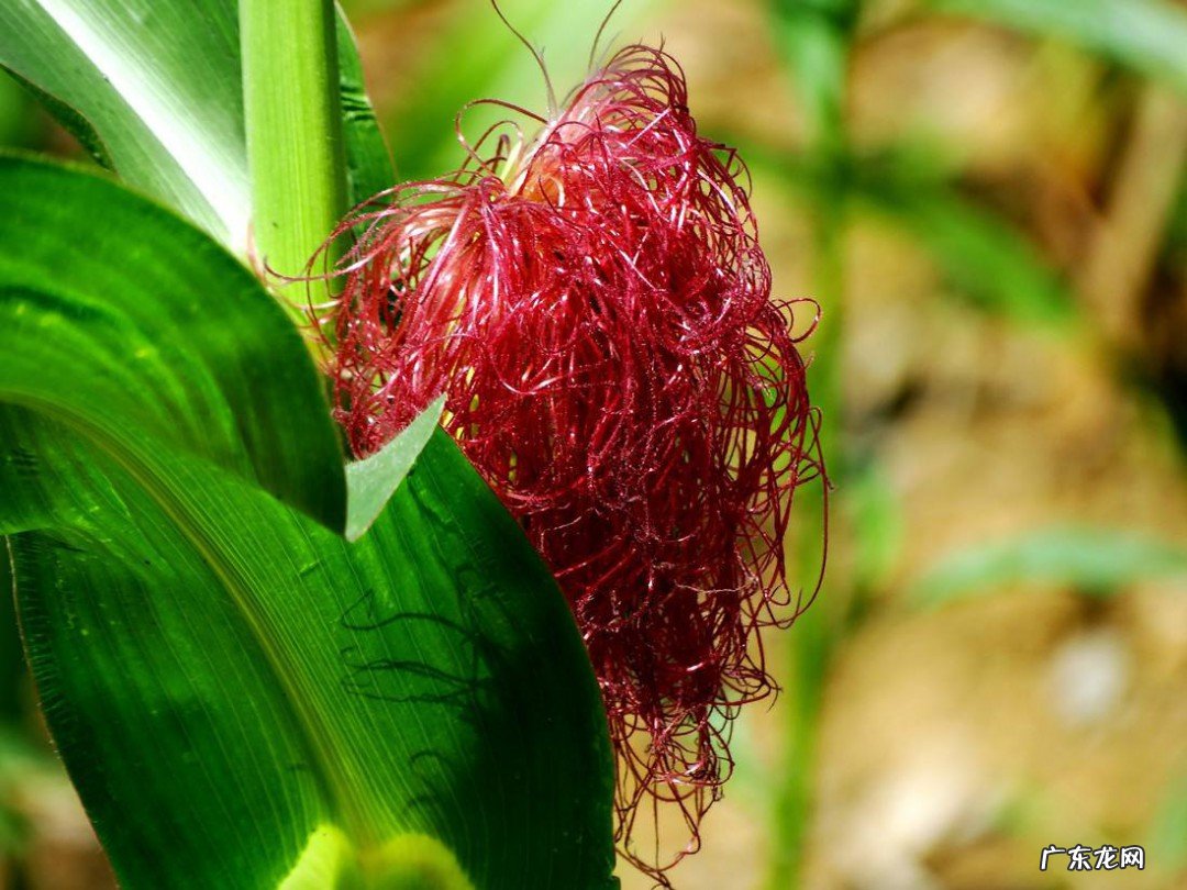 玉米须泡水喝的禁忌