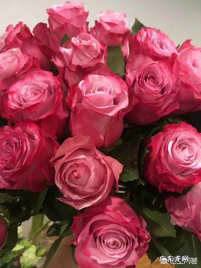 情人节有些花店里卖的所谓的玫瑰是什么品种的月季?怎么分辨真假“玫瑰”?