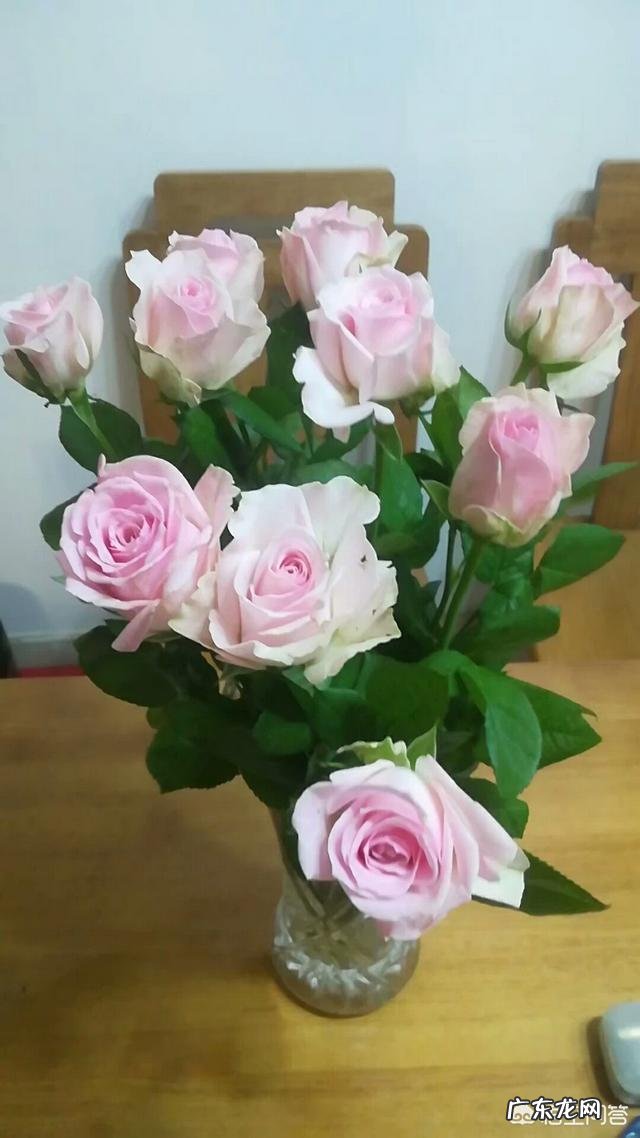 情人节有些花店里卖的所谓的玫瑰是什么品种的月季?怎么分辨真假“玫瑰”?