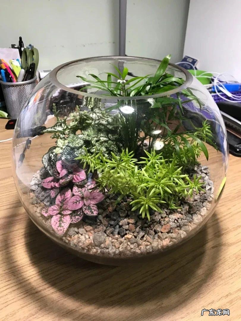 卧室窗台摆放什么风水摆件 窗台种多了植物对风水的影响