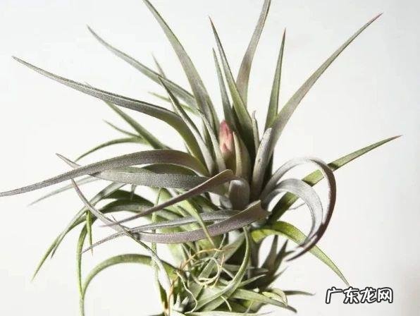 卧室窗台摆放什么风水摆件 窗台种多了植物对风水的影响