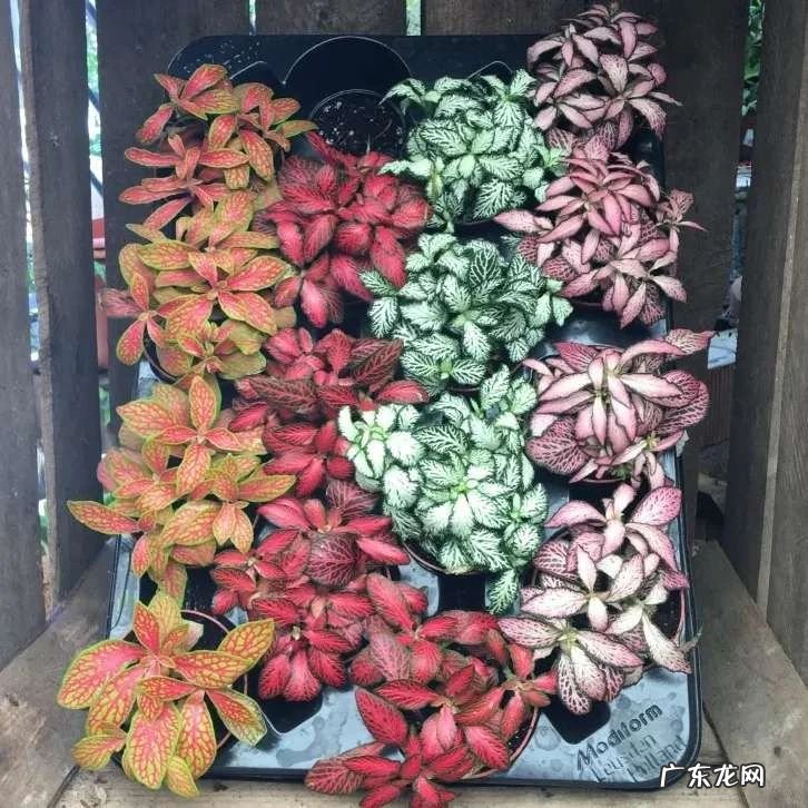 卧室窗台摆放什么风水摆件 窗台种多了植物对风水的影响