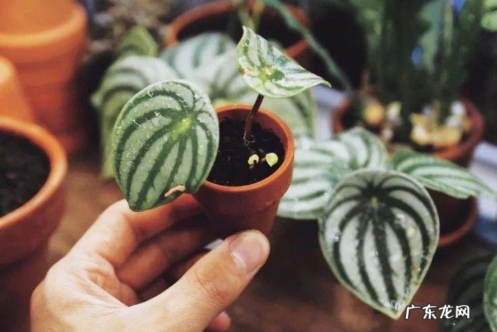 卧室窗台摆放什么风水摆件 窗台种多了植物对风水的影响