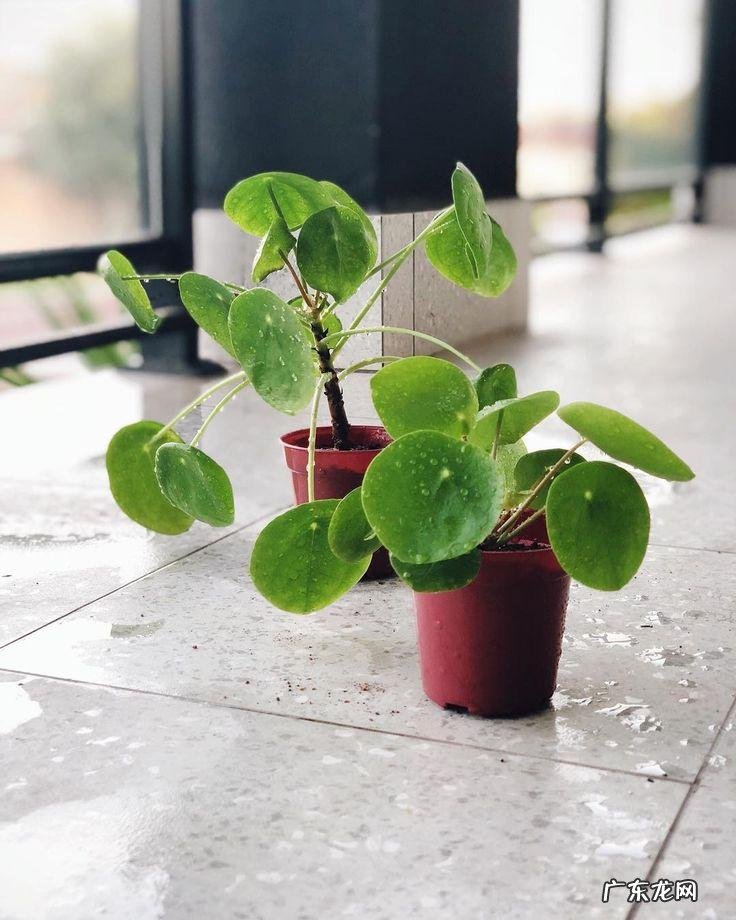 卧室窗台摆放什么风水摆件 窗台种多了植物对风水的影响