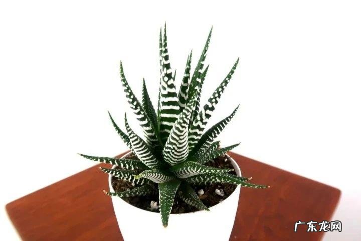 卧室窗台摆放什么风水摆件 窗台种多了植物对风水的影响