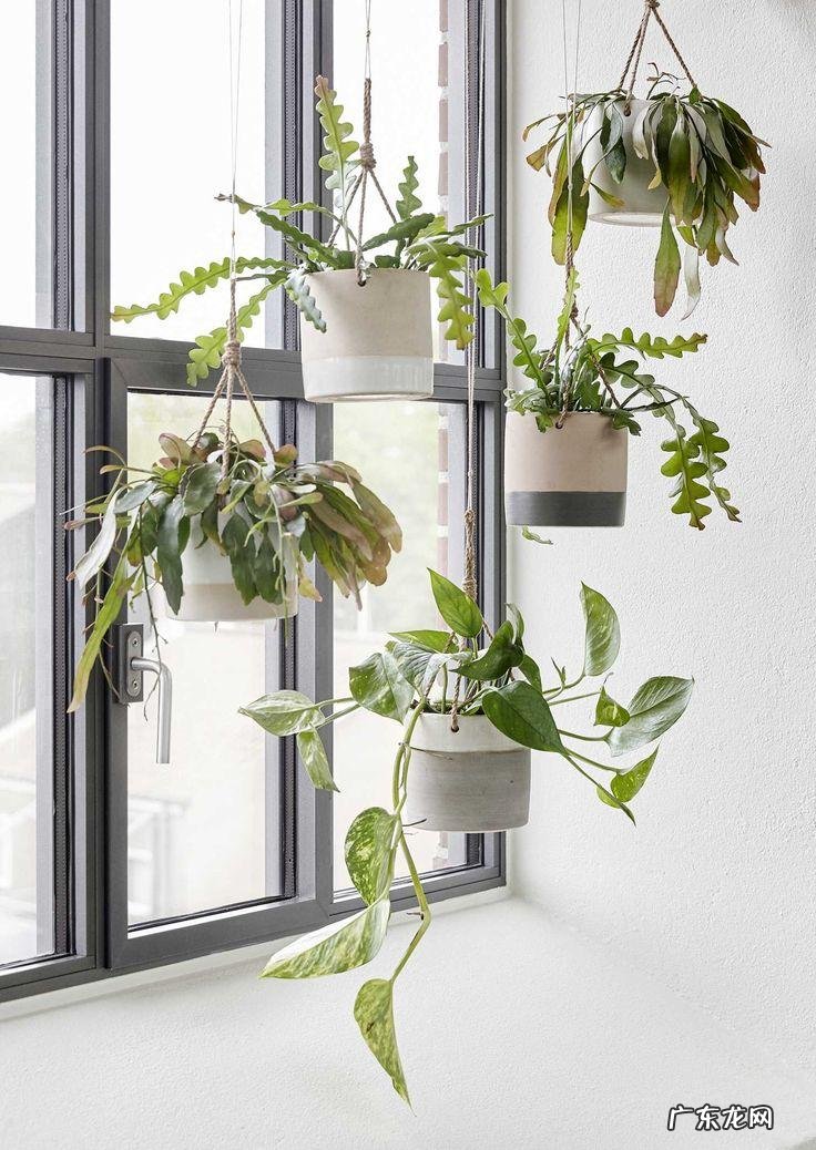 卧室窗台摆放什么风水摆件 窗台种多了植物对风水的影响