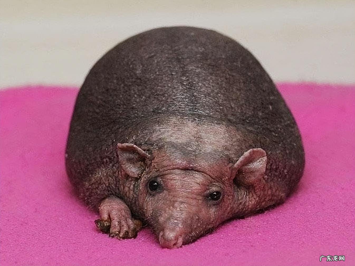 和尚和猴什么寓意 和尚 猴子