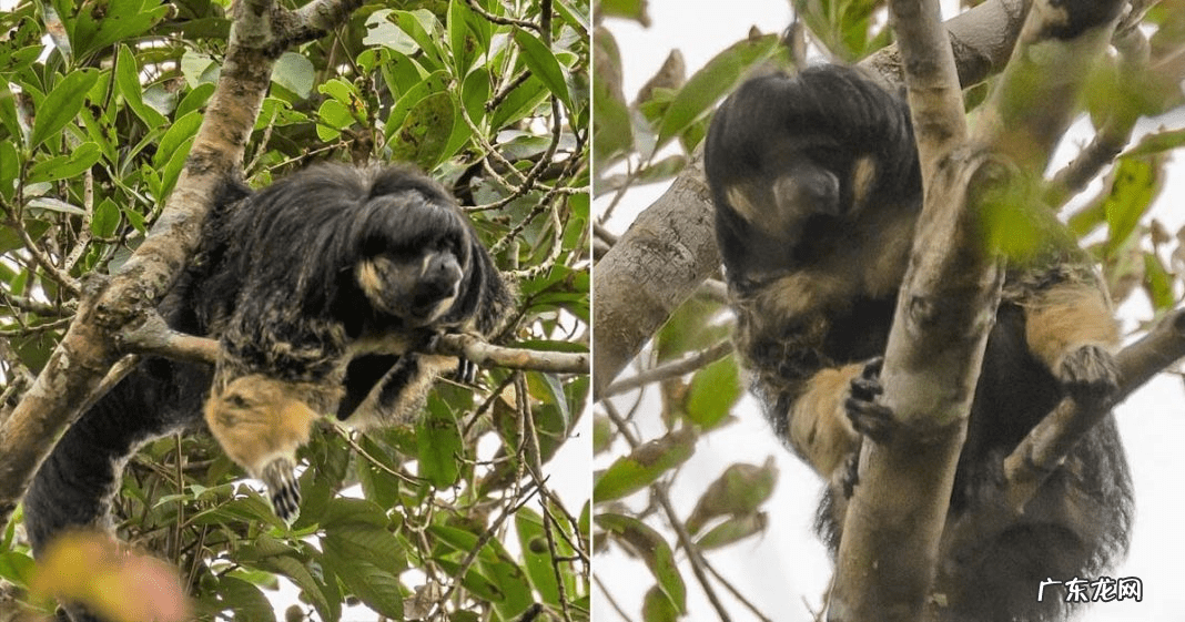 和尚和猴什么寓意 和尚 猴子