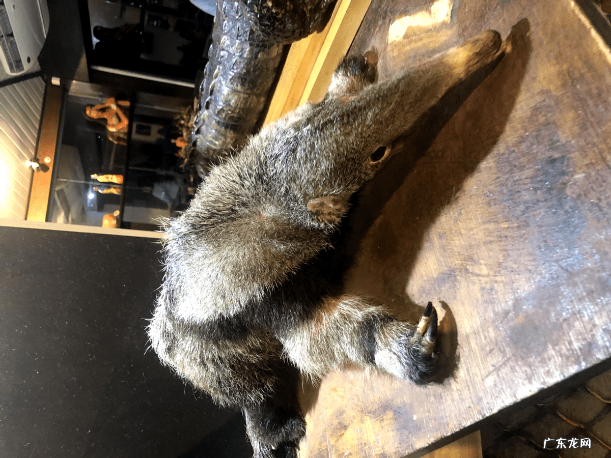 和尚和猴什么寓意 和尚 猴子