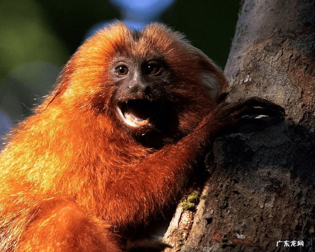 和尚和猴什么寓意 和尚 猴子