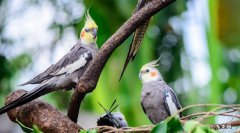 怎么养鹦鹉基本常识