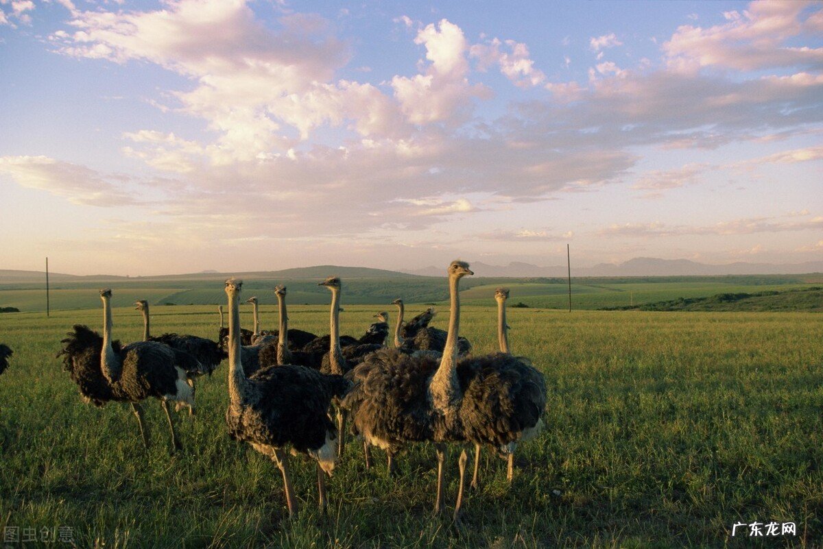 鸵鸟怎么养殖?4点很关键 鸵鸟养殖技术