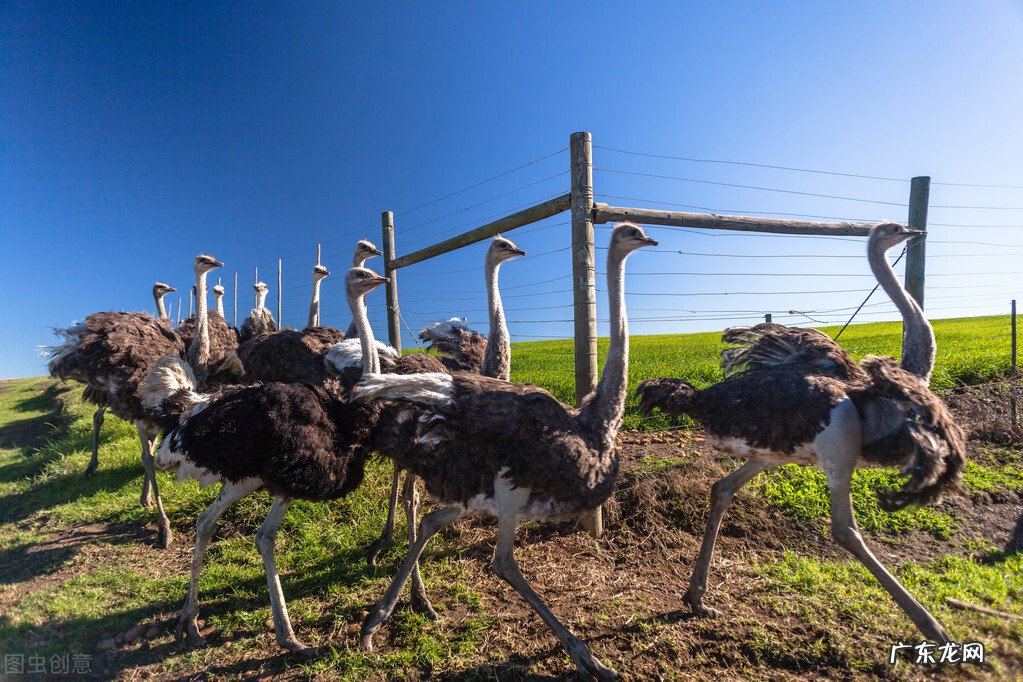 鸵鸟怎么养殖?4点很关键 鸵鸟养殖技术