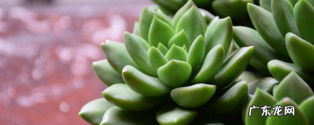 多肉不能叶插吗