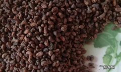 女贞子的食用方法