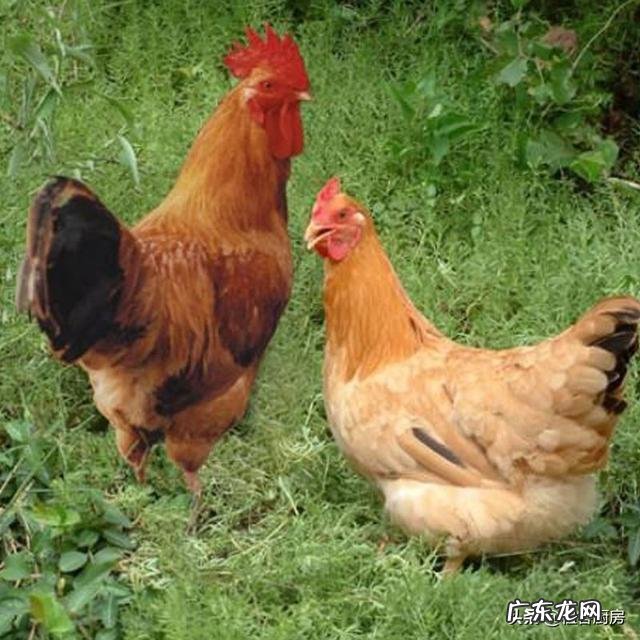 老母鸡汤怎么做?