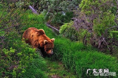 遇到熊装死就可以了吗？熊为什么不吃死亡的生物？